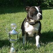 Staffordshire bull terrier Roxystaff Tyson
