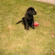 Labrador retriever Soffi<3