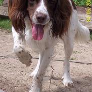 Field Trial spaniel Nickie