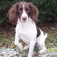 Field Trial spaniel Nickie