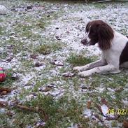 Field Trial spaniel Nickie