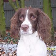 Field Trial spaniel Nickie