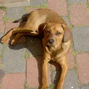 Dansk svensk gaardhund Elvis 