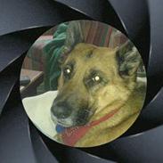 Schæferhund puk *død*
