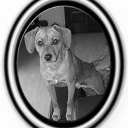 Dansk svensk gaardhund Elvis 