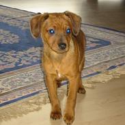 Dansk svensk gaardhund Elvis 