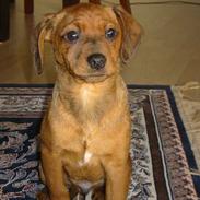 Dansk svensk gaardhund Elvis 