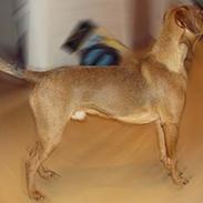 Dansk svensk gaardhund Elvis 