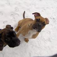 Blanding af racer Hugin