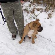 Blanding af racer Hugin