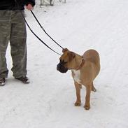 Blanding af racer Hugin