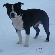 Staffordshire bull terrier Roxystaff Tyson