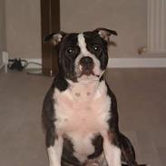 Staffordshire bull terrier Roxystaff Tyson