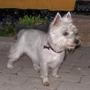 West highland white terrier Nanna