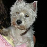 West highland white terrier Nanna
