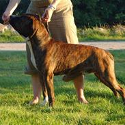 Amerikansk staffordshire terrier Ottar