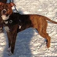 Amerikansk staffordshire terrier Ottar