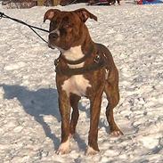 Amerikansk staffordshire terrier Ottar