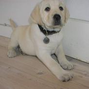 Labrador retriever Sandra ( Juni´s Laura)