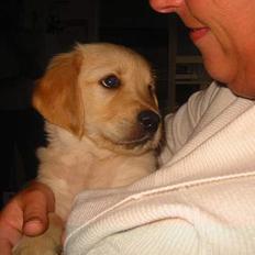 Golden retriever Olsen