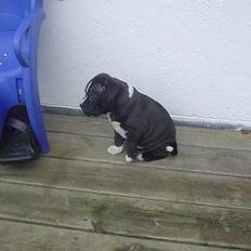 Staffordshire bull terrier Oskar