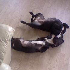Staffordshire bull terrier Oskar