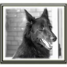 Belgisk hyrdehund Tana Fiolito Mirabel