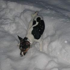 Jack russell terrier eddie
