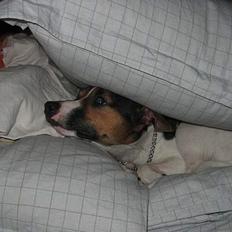 Jack russell terrier eddie