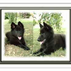 Belgisk hyrdehund Tana Fiolito Mirabel