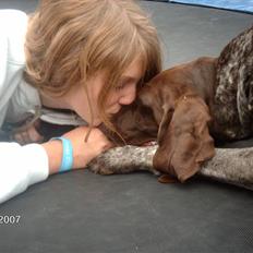 Korthåret hønsehund Emma ( balade mageren)