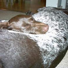 Korthåret hønsehund Emma ( balade mageren)