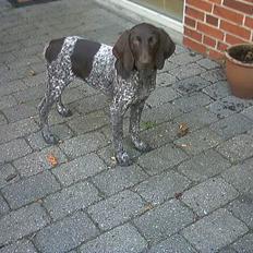 Korthåret hønsehund Emma ( balade mageren)