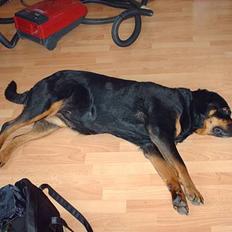 Rottweiler Jutlans Sandra (AFLIVET) 