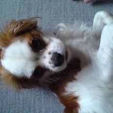 Cavalier king charles spaniel mille