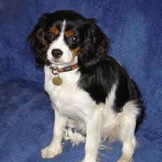 Cavalier king charles spaniel Mille
