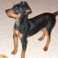 Blanding af racer TRYG (Prazsky Krysarik)