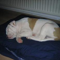 Blanding af racer Bosco R.I.P :(
