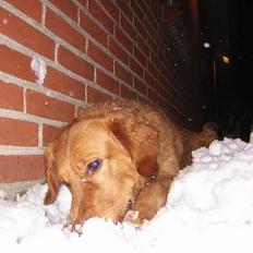 Golden retriever Simba