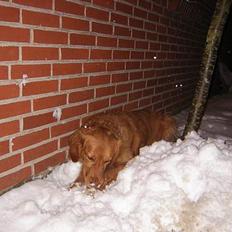 Golden retriever Simba