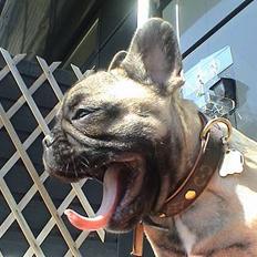 Fransk bulldog Sashimi