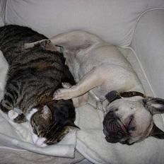 Fransk bulldog Sashimi