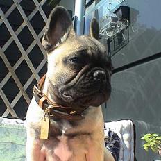 Fransk bulldog Sashimi