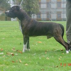 Amerikansk staffordshire terrier Jack (2004-2017) 