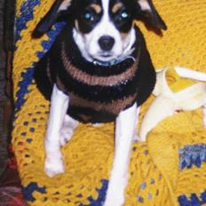 Dansk svensk gaardhund Pelle