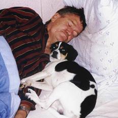 Dansk svensk gaardhund Pelle