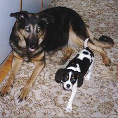 Blanding af racer Dina (DØD i 2001)