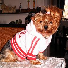 Yorkshire terrier Daisy Doll