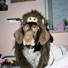 Korthåret hønsehund Betty  R.I.P<3