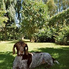 Korthåret hønsehund Betty  R.I.P<3